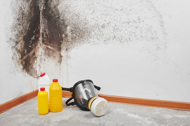 Best Mold Testing  in Rossville, KS