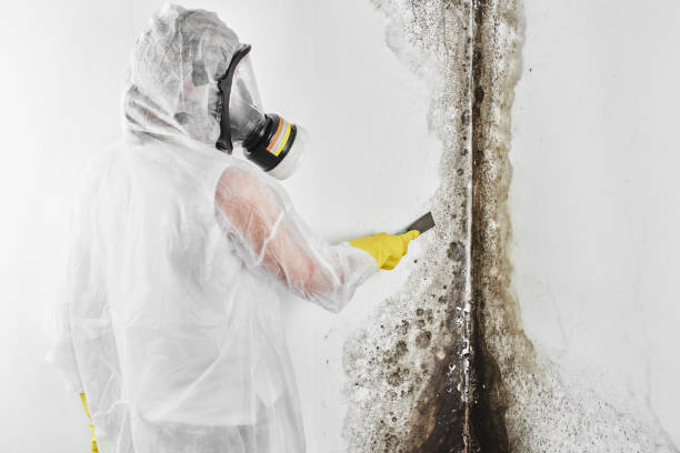 Best Same-Day Mold Removal  in Rossville, KS