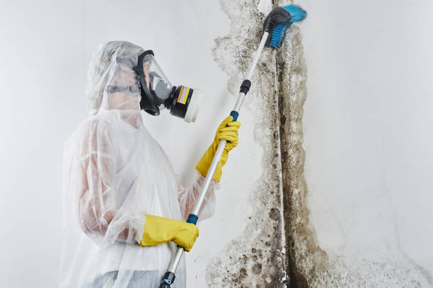 Best Mold Remediation  in Rossville, KS