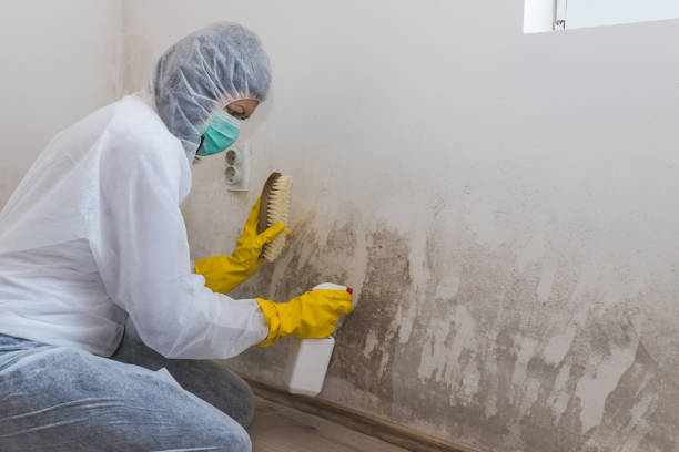 Best Fast Mold Removal  in Rossville, KS