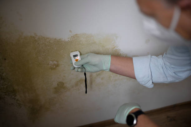 Reliable Rossville, KS Mold Removal Solutions