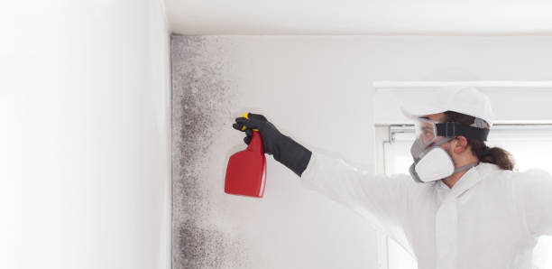 Best Residential Mold Removal  in Rossville, KS