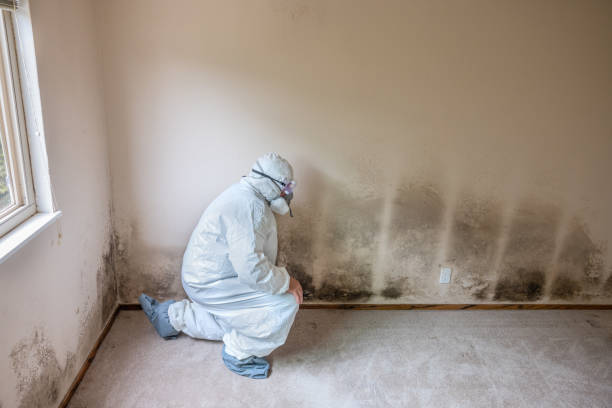 Best Professional Mold Removal  in Rossville, KS