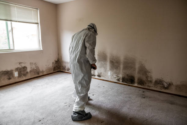 Best Mold Cleaning Services  in Rossville, KS