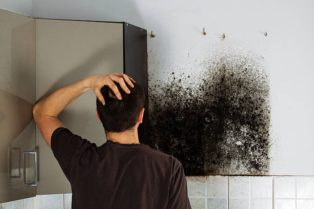 Best Local Mold Removal Service  in Rossville, KS