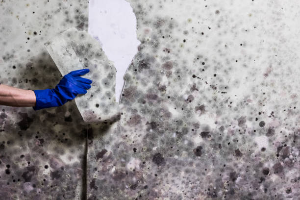 Best Certified Mold Removal  in Rossville, KS
